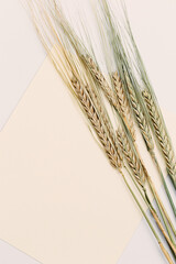 Ears of rye close up on beige background. Natural cereal plant, harvest time concept