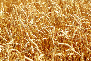 Gold ears of wheat, daylight. Wheat field in nature.