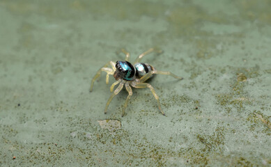 A shiny sea-green jumping spider on a railing