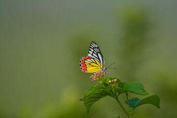 Common Jezebel butterfly resting on a lantana flower, side view in a blurred green background, seen in a India.