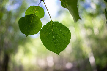 Aspen Leaf, Aspen Leaves in Colorado, nature up close, scenic nature vibes