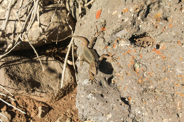 Lagartija en el desierto patagónico