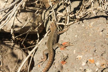 Lagartija en el desierto patagónico