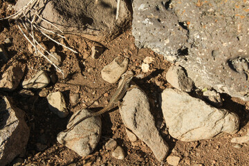 Lagartija en el desierto patagónico