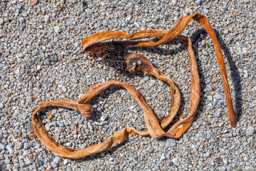 Fototapeta premium Pile of dried kelp on sand on California beach