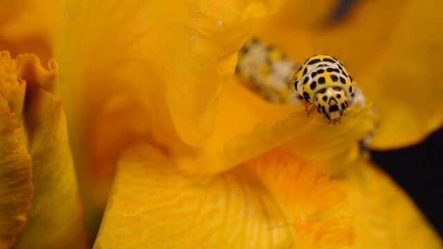 Macro shot of a Cucullia Verbasci caterpillar on a yellow flower.