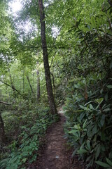 a path in Kentucky