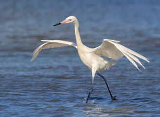 White-Morph Reddish Egret Fishing In Galveston Bay
