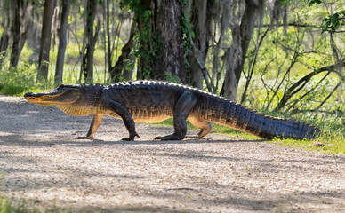 American alligator crossing trail at Brazos Bend State Park, Texas - Powered by Adobe