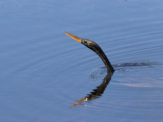 The anhinga (Anhinga anhinga) fishing at sunny day