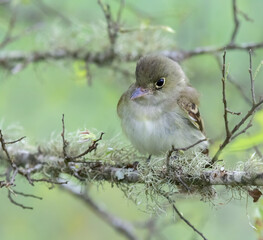 Potrtait of Acadian flycatcher (Empidonax virescens)