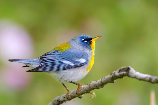 Northern parula (Setophaga americana) in a tree during spring migration in southern Texas
