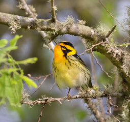 Blackburnian warbler (Setophaga fusca) during spring migration in Galveston, Texas