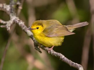 Hooded warbler (Setophaga citrina) perched on a tree branch