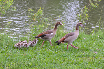 Egyptian goose (Alopochen aegyptiacus) family on the walk