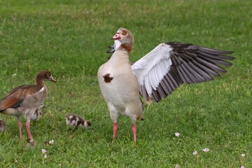 Male Egyptian goose (Alopochen aegyptiacus) with spread wings