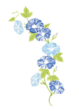 63 Best 朝顔柄 Images Stock Photos Vectors Adobe Stock