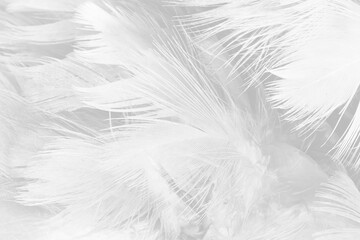  white feather wooly pattern texture background
