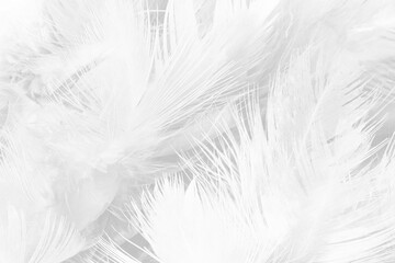 white gray feather wooly pattern texture background