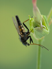 P5240018 male snipe fly, Rhagio species, upside-down under flower cECP 2021