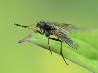 P5240041 pretty male snipe fly, Rhagio species, grooming its front legs cECP 2021