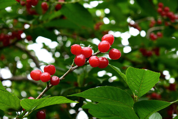 나무에달린 앵두열매