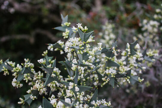 「Colletia」の画像 39 件の Stock 写真、ベクターおよびビデオ Adobe Stock