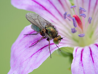 P1010357 long-legged fly (Dolichopodidae species) on geranium flower cECP 2020