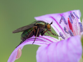 P1010350 long-legged fly (Dolichopodidae species) on geranium flower cECP 2020