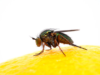 P1010228 long-legged fly (Dolichopodidae species) on a lemon cECP 2020