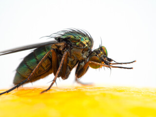 P1010251 long-legged fly (Dolichopodidae species) grooming cECP 2020