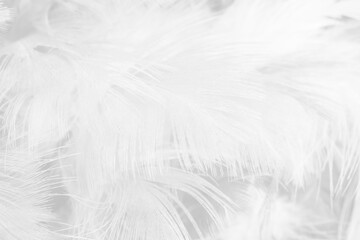 Obraz premium white feather wooly pattern texture background