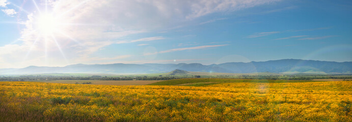 Fototapeta na wymiar Flowering field in the Altai foothills, spring