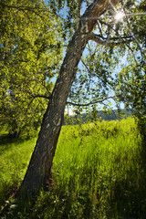 The sun shines through the birch branches, summer