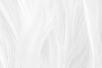 Obraz premium white feather wooly pattern texture background
