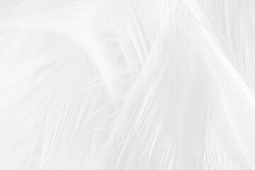 white feather wooly pattern texture background