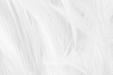 Obraz premium white feather wooly pattern texture background