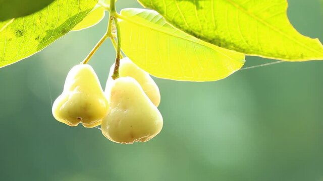 Close up rose apple  fruit , out door  Chiangmai Thailand
