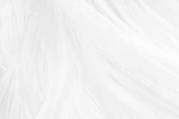 white feather wooly pattern texture background