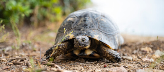 (Selective focus) Stunning view of a Sardinian Marginated Tortoise walking in the wild. The marginated tortoise (Testudo marginata) is a species of tortoise in the family Testudinidae.