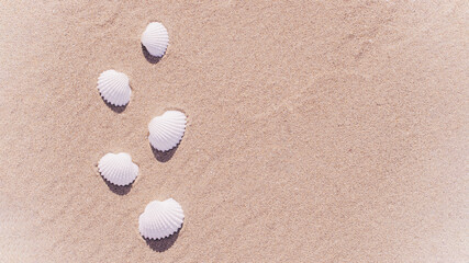 Shells isolated with seashells, starfishes on sand ocean beach background. Vacation backdrop with space for the text.