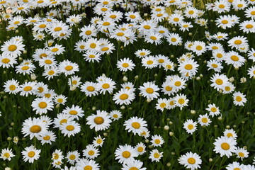 White daisies close-up and for backgrounds. Many beautiful flowers with yellow center, white petals and lushous green stems and leaves.