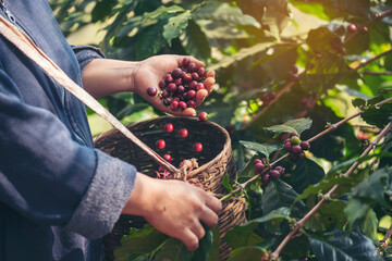 Man Hands harvest coffee bean ripe Red berries plant fresh seed coffee tree growth in green eco organic farm. Close up hands harvest red ripe coffee seed robusta arabica berry harvesting coffee farm - obrazy, fototapety, plakaty