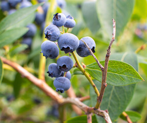 Blueberry Bush