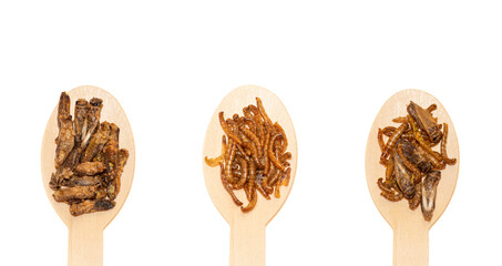 Three wooden spoon edible roasted french insects, Sigillatus cricket, mealworms Tenebrio molitor...