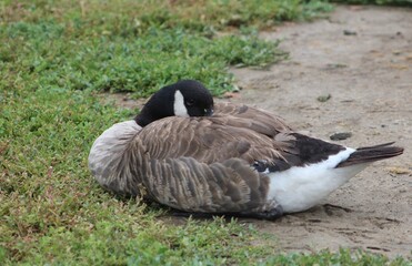 Canadian goose sleeping