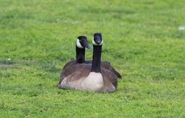 male and female geese