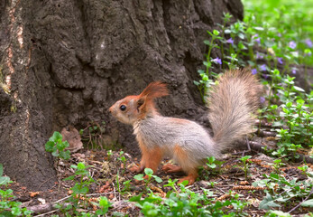 Naklejka na ściany i meble Squirrels in spring in Siberia. A young squirrel sits on the ground in profile. Nature of the Novosibirsk region, Russia