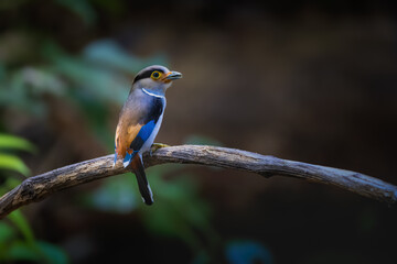 Silver-breasted Broadbill standing with his back on a dry branch. 