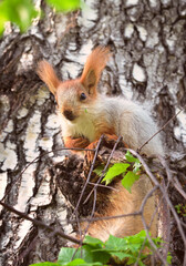 Squirrels in spring in Siberia. Close-up portrait of a red squirrel. Nature of the Novosibirsk region, Russia